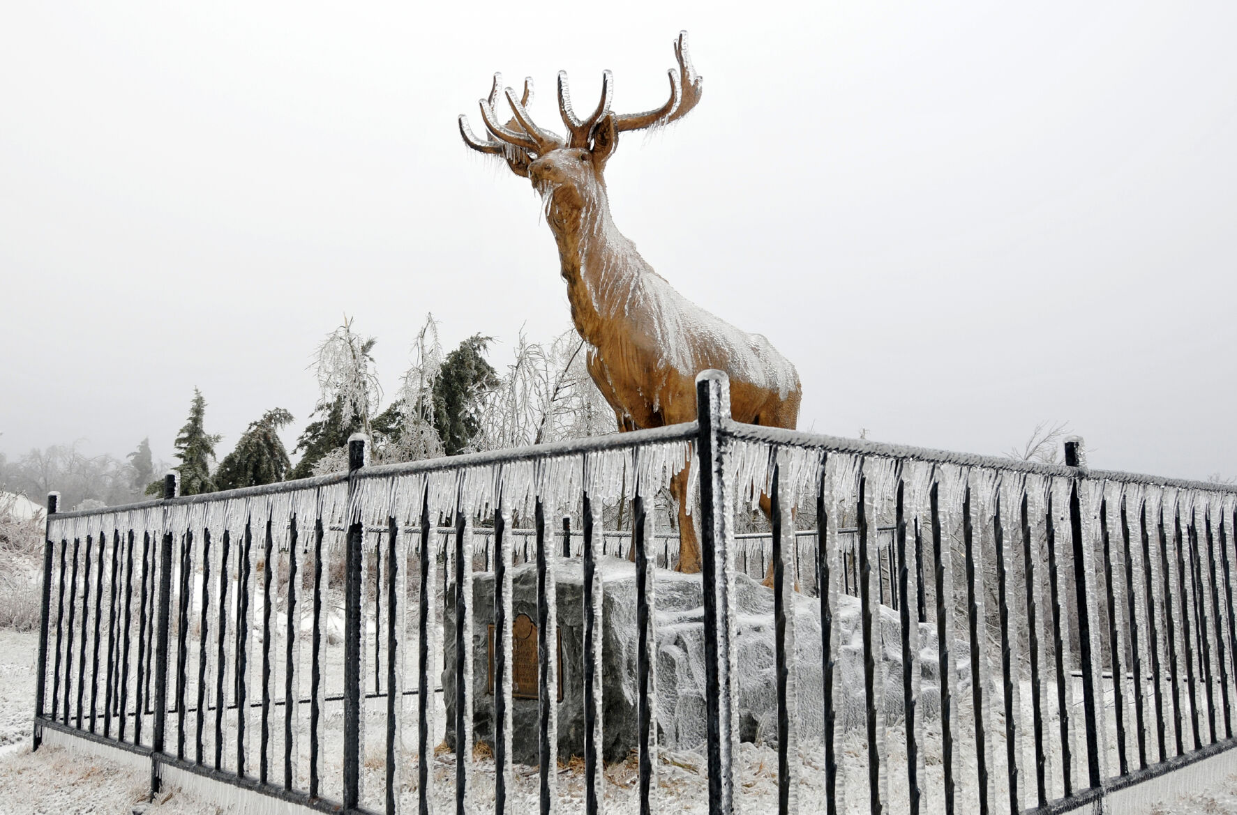 Florida Elk